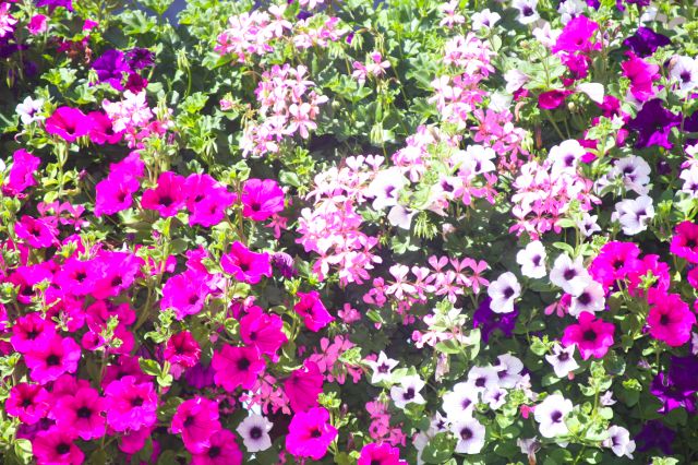 Immagine: b&b Enzian